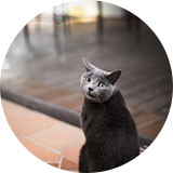 Le chat de la Villa Andrea