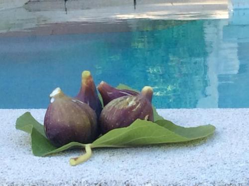 Premières figues à la Villa Andrea